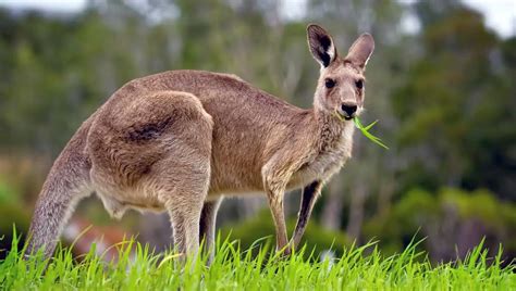 福岡からオーストラリア、なぜカンガルーはラーメンを食べないのか？